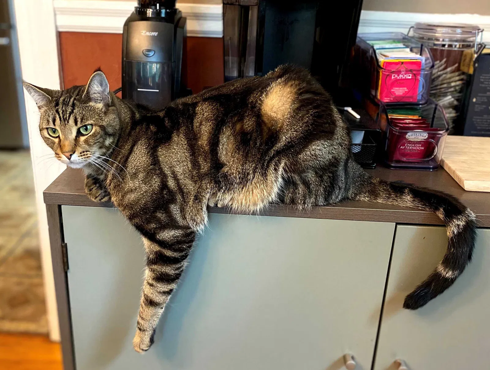 Lost cat in Morrisville, PA, 19067