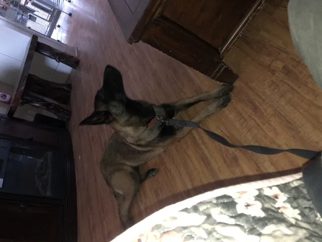 Lost dog in Norco, CA, 92860