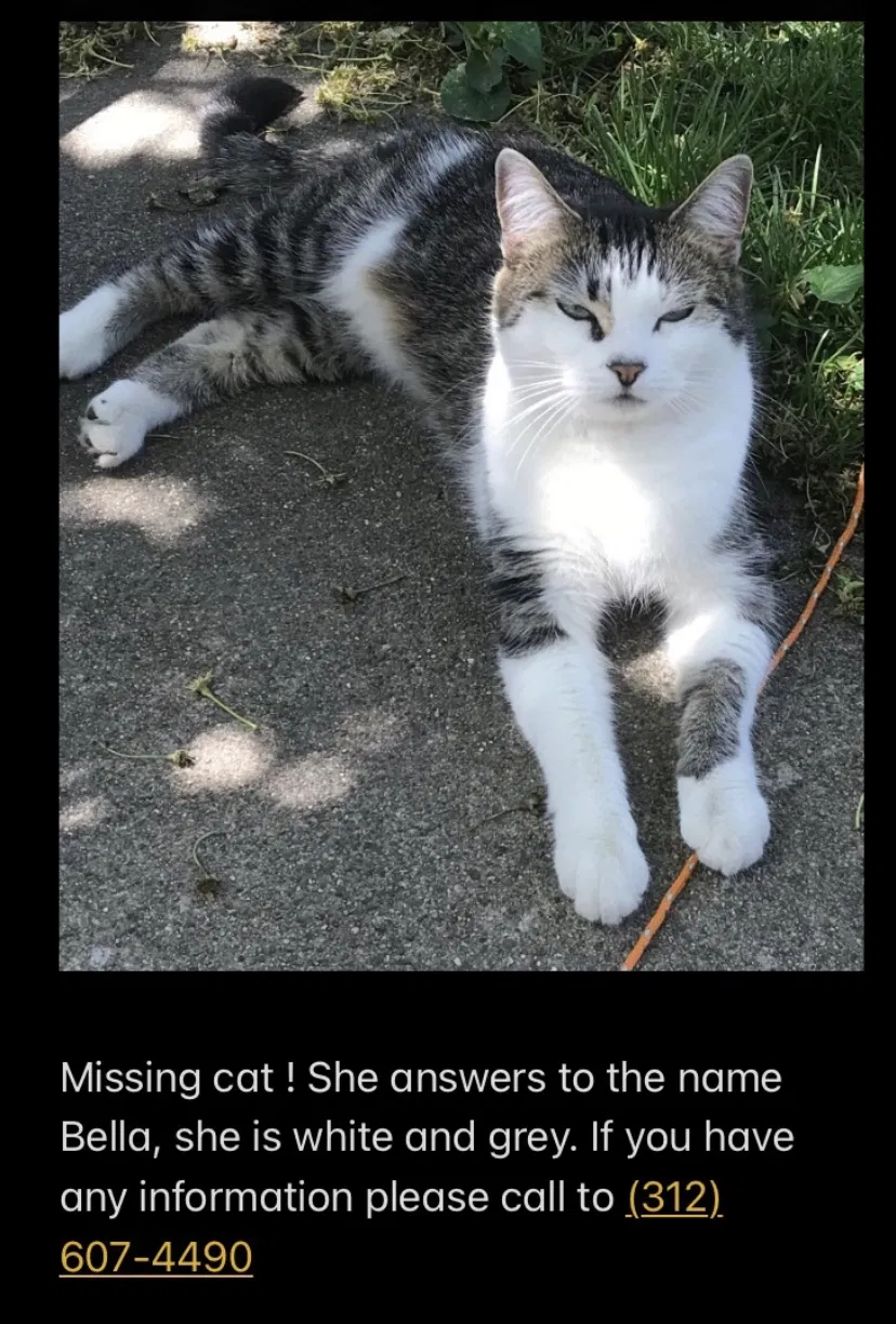 Lost cat in Chicago, IL, 60629
