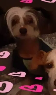Lost dog in Killeen, TX, 76549