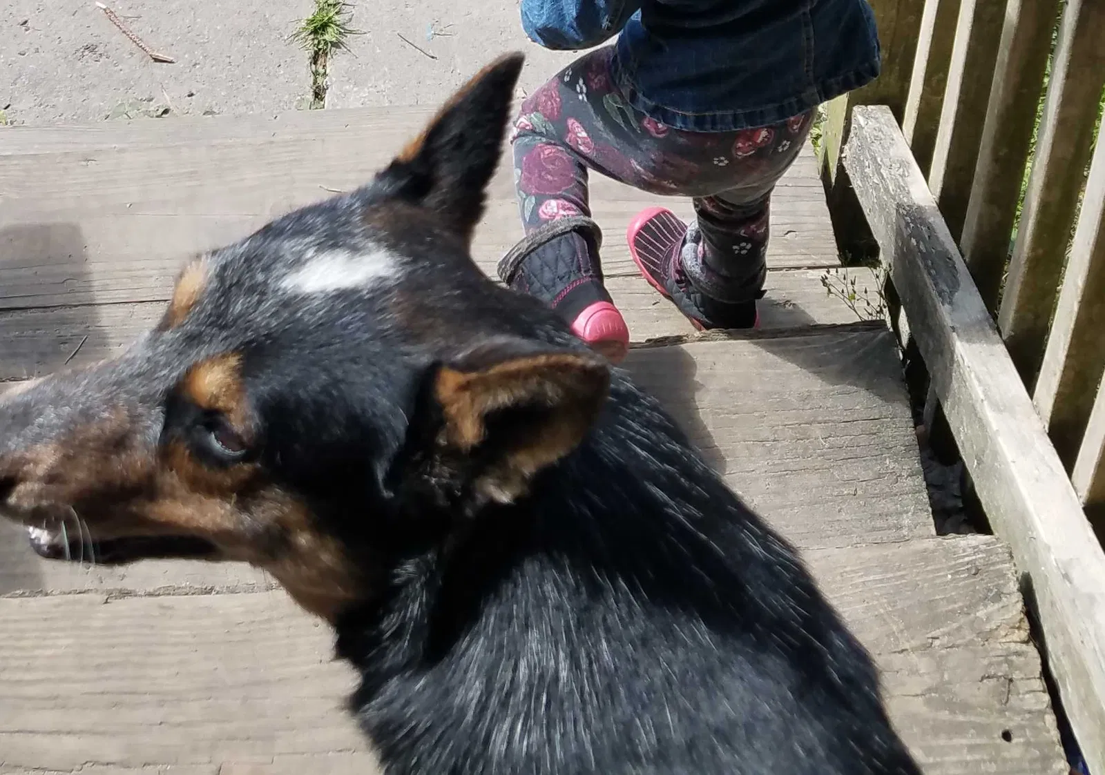 Lost dog in Ridgeville, SC, 29472