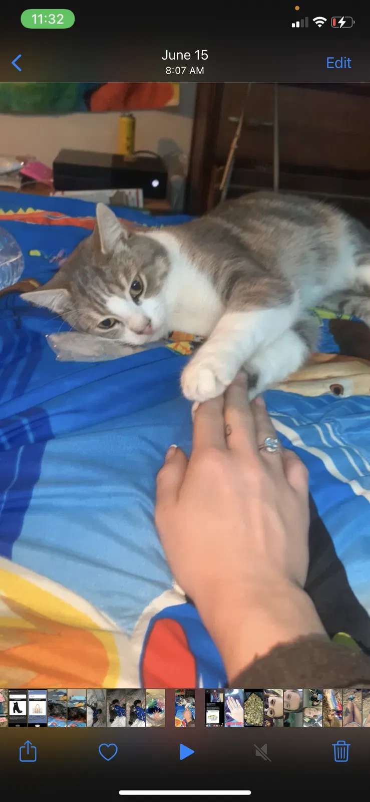 Lost cat in Seaside, CA, 93955
