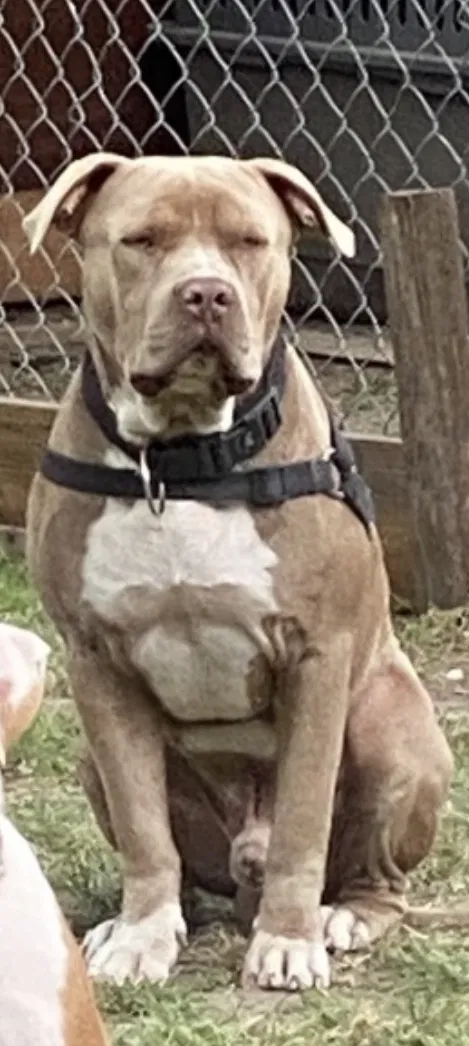 Lost dog in Houston, TX, 77015