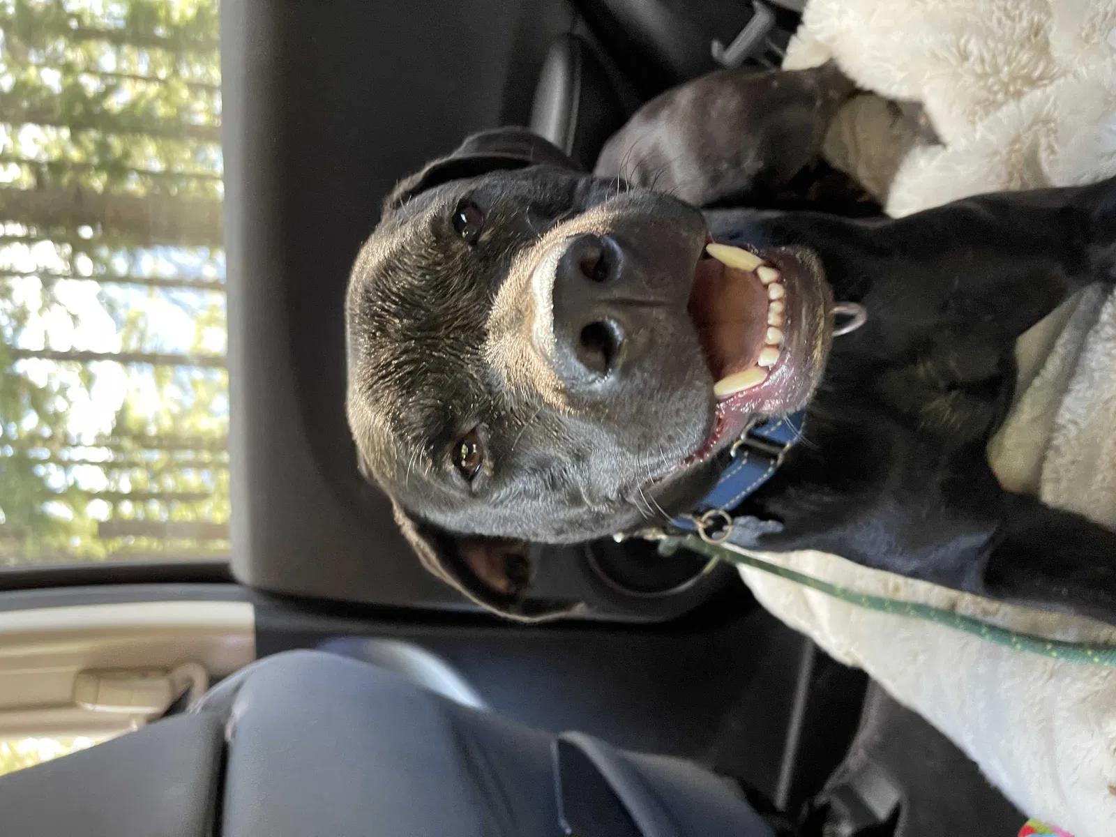 Lost dog in Seattle, WA, 98148
