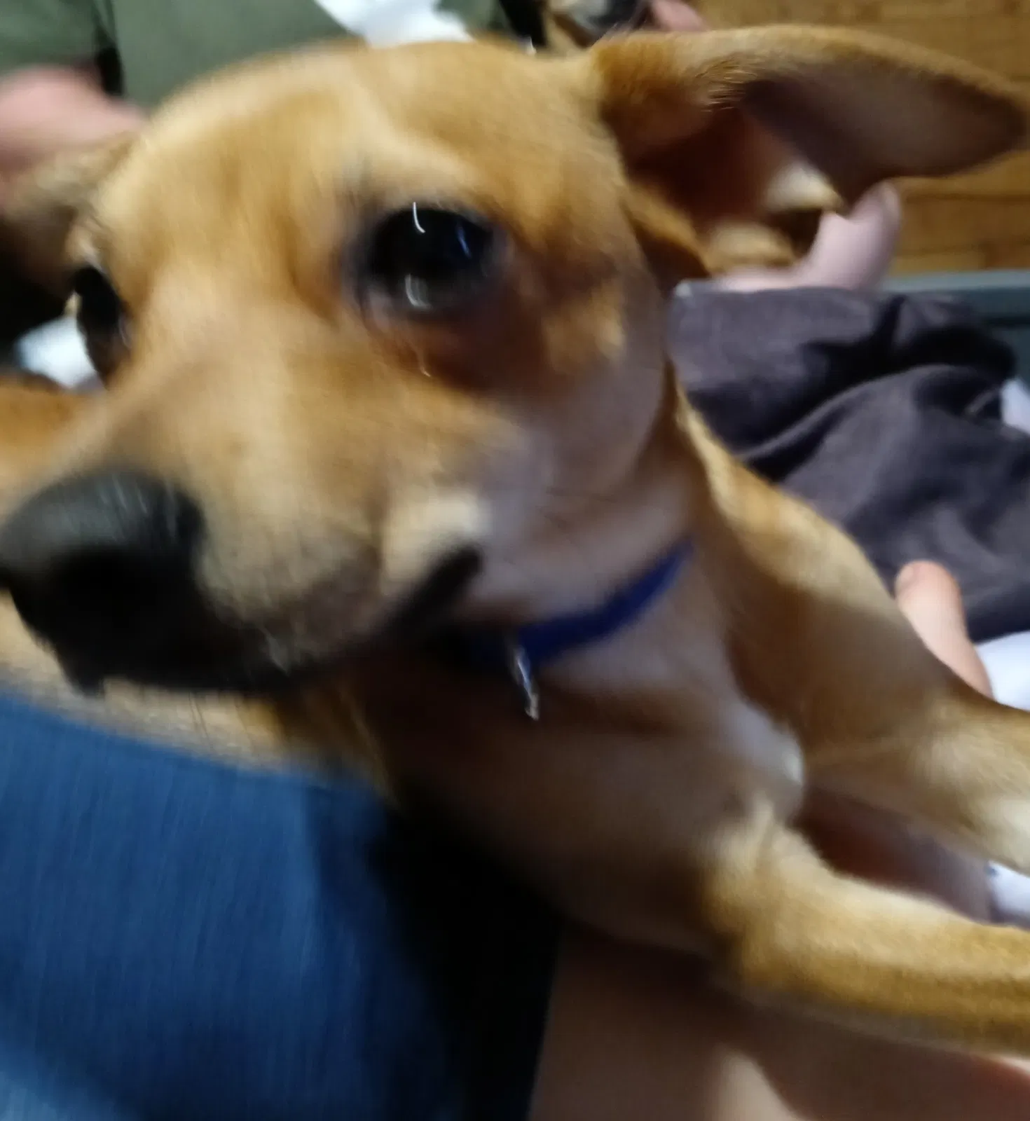 Lost dog in Dahlonega, GA, 30533