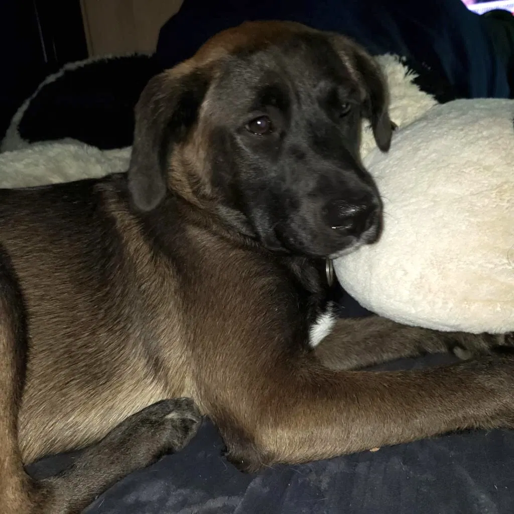 Lost dog in La Porte, TX, 77571