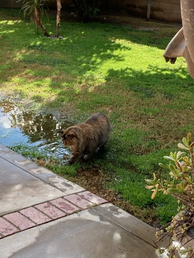 Lost cat in Moreno Valley, CA, 92553