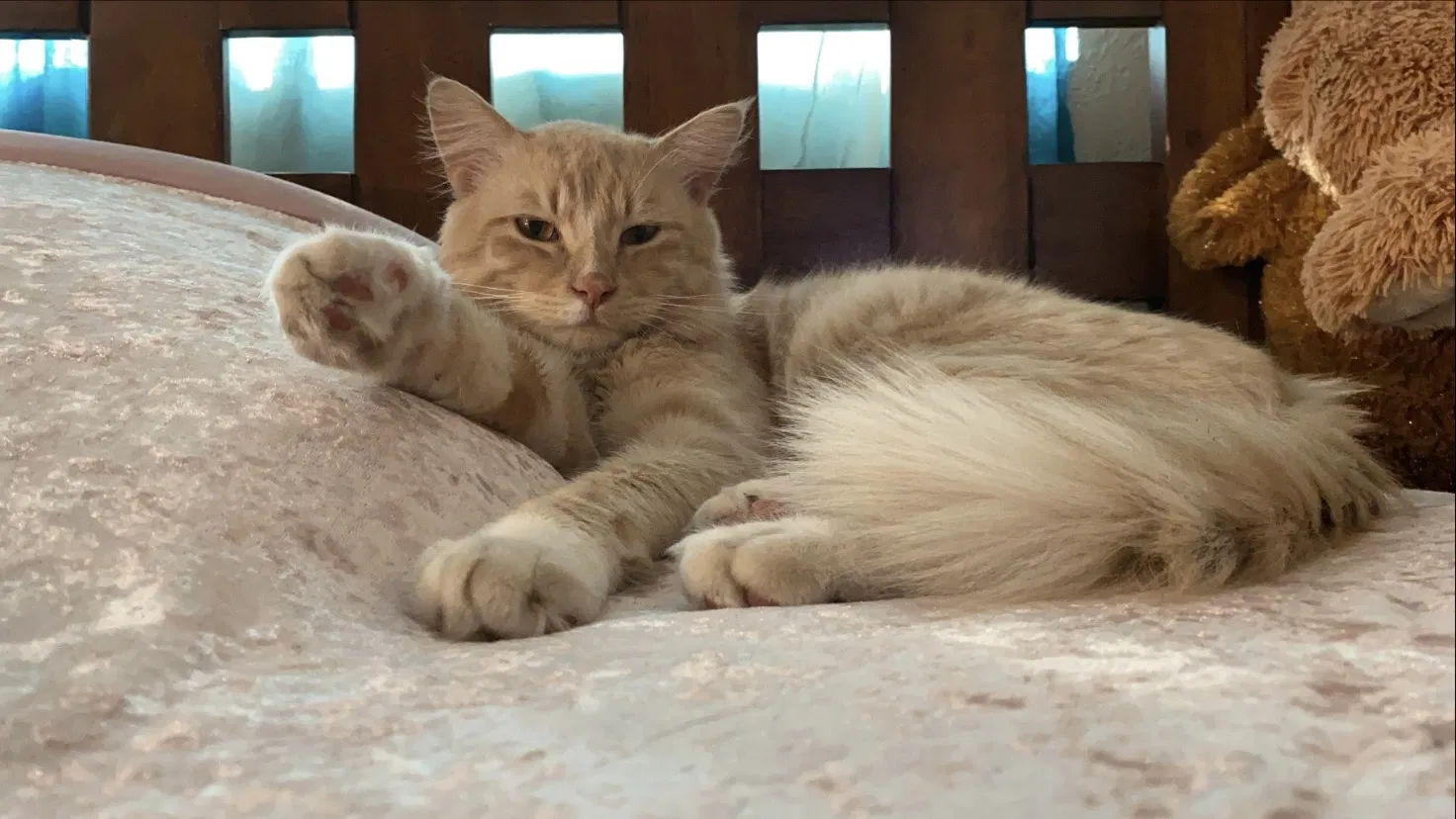 Lost cat in San Bernardino, CA, 92407