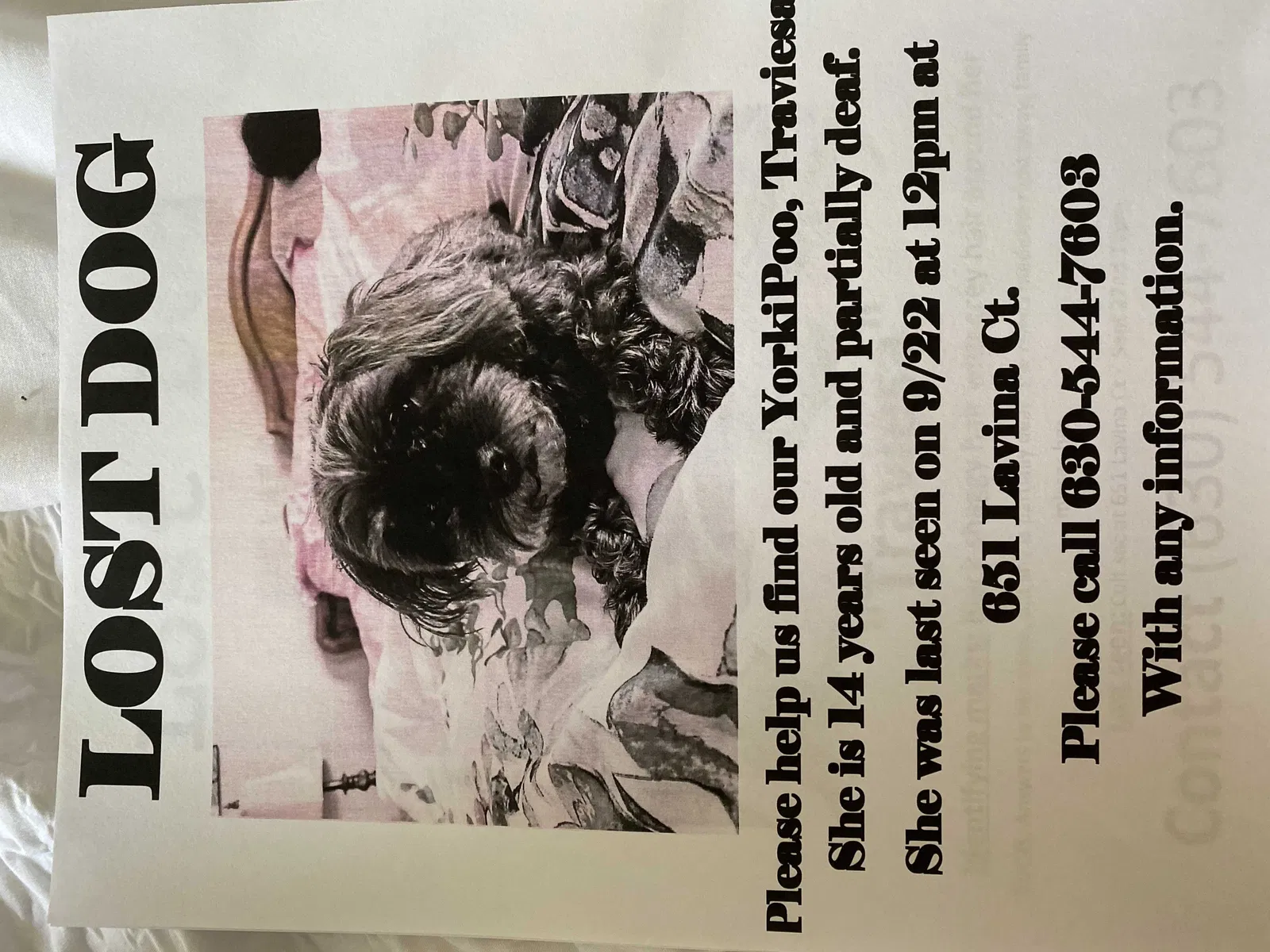 Missing Dog
