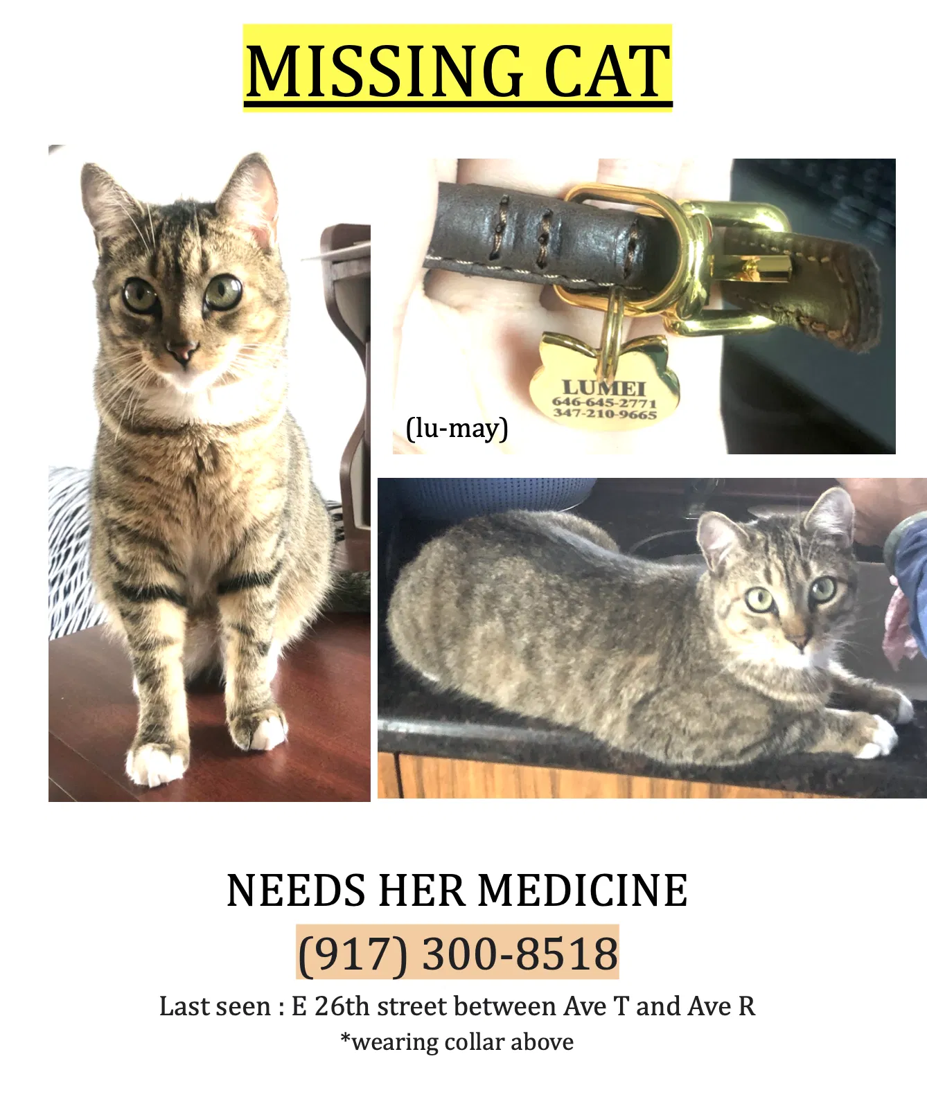 Lost cat in Brooklyn, NY, 11229