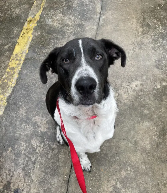 Found dog in Broussard, LA, 70518