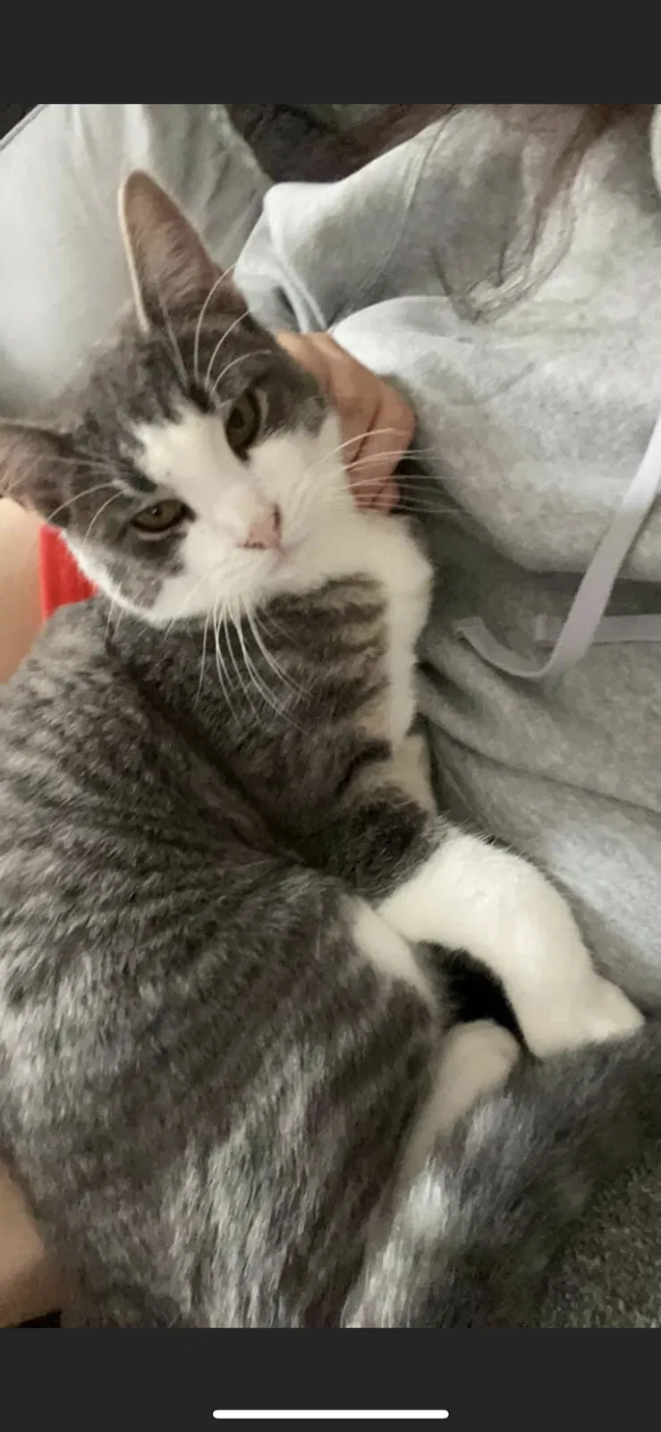 Lost cat in Tacoma, WA, 98404