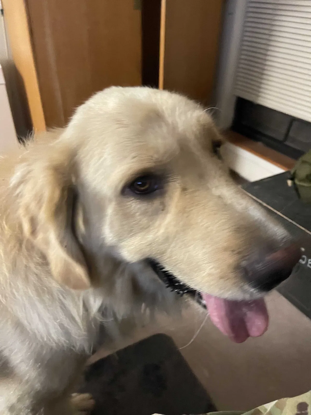 Found dog in Killeen, TX, 76542
