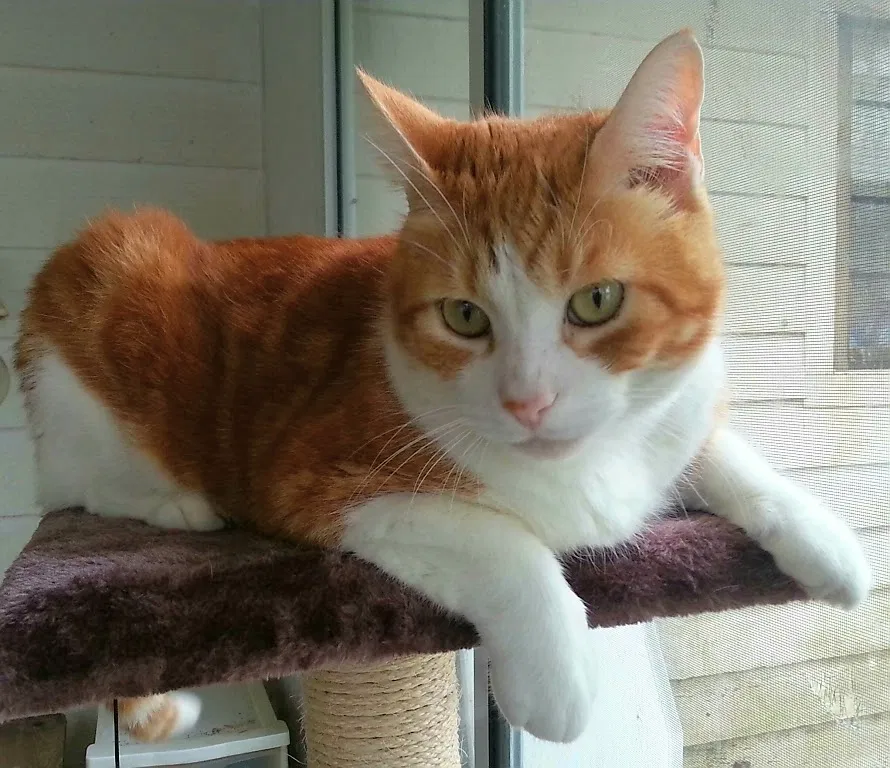 Lost cat in Lynn Haven, FL, 32444