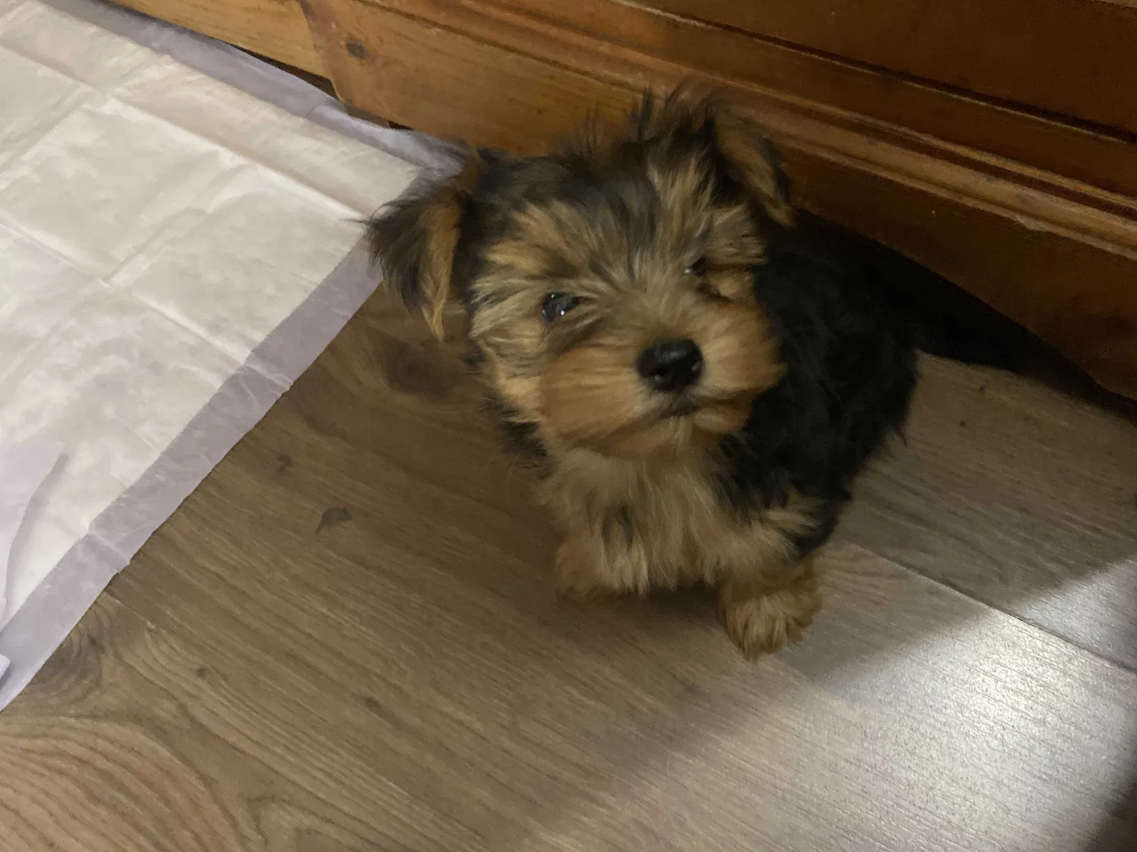 Lost dog in Perris, CA, 92570