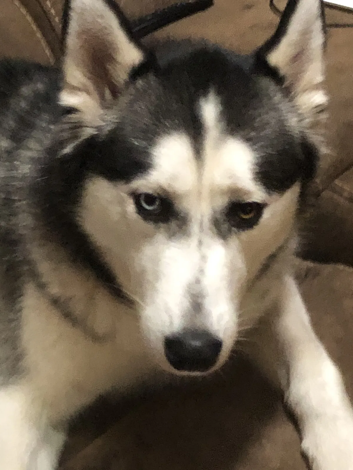 Lost dog in Trussville, AL, 35173