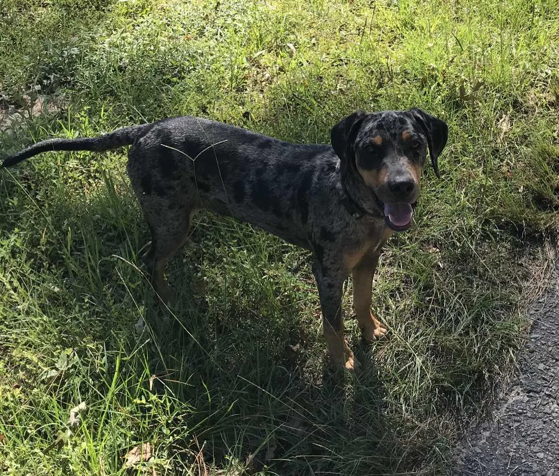 Found dog in Forest Hill, LA, 71430
