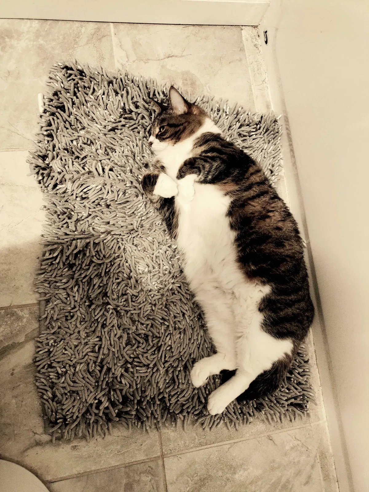 Lost cat in Hammonton, NJ, 8037