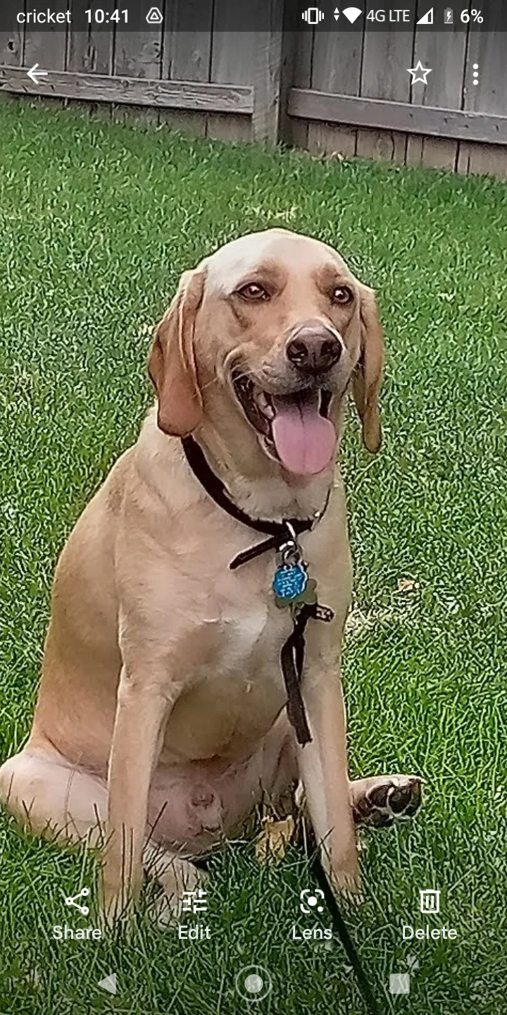 Lost dog in Wichita, KS, 67216