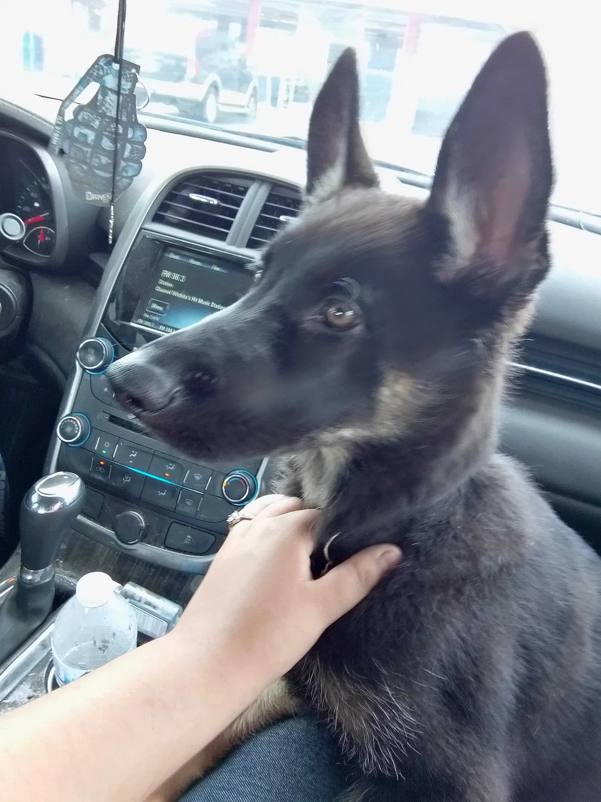 Lost dog in Wichita, KS, 67216