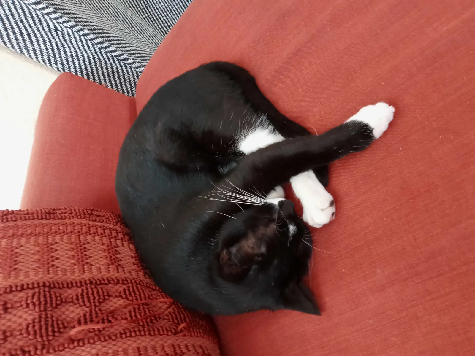 Lost cat in Orlando, FL, 32803