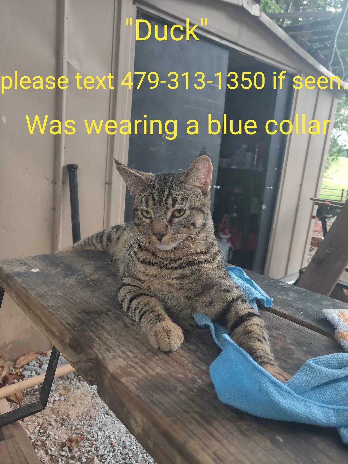 Lost cat in Harrison, AR, 72601
