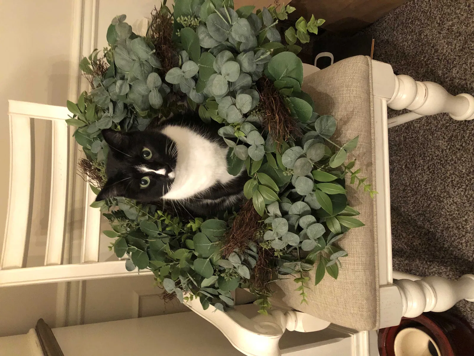 Lost cat in Laurel, MD, 20707