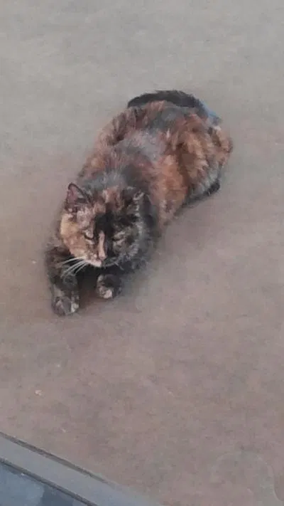 Lost cat in East Saint Louis, IL, 62207