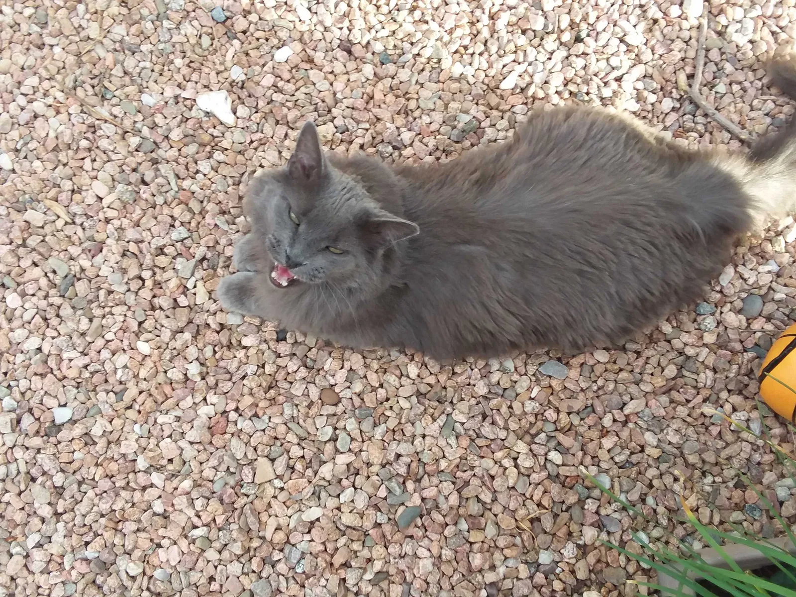 Lost cat in Albuquerque, NM, 87123