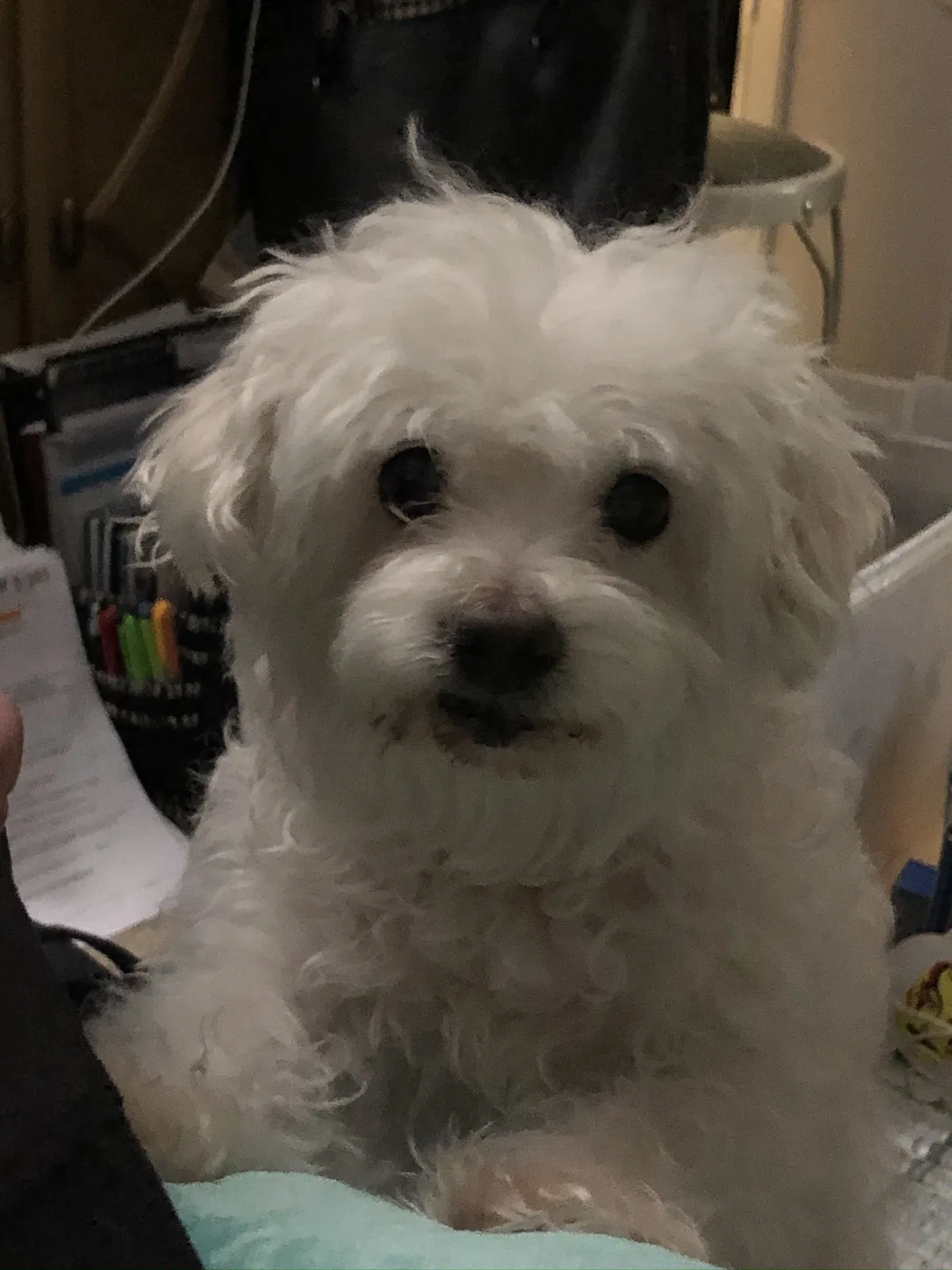 Lost dog in Menifee, CA, 92584