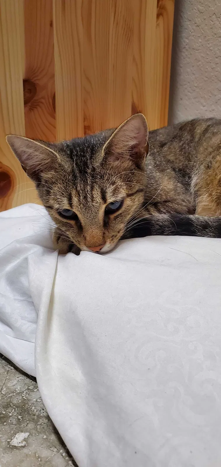 Found cat in Cypress, TX, 77433
