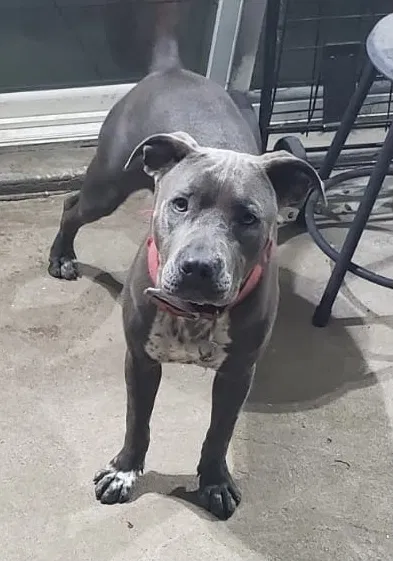 Lost dog in Phoenix, AZ, 85037