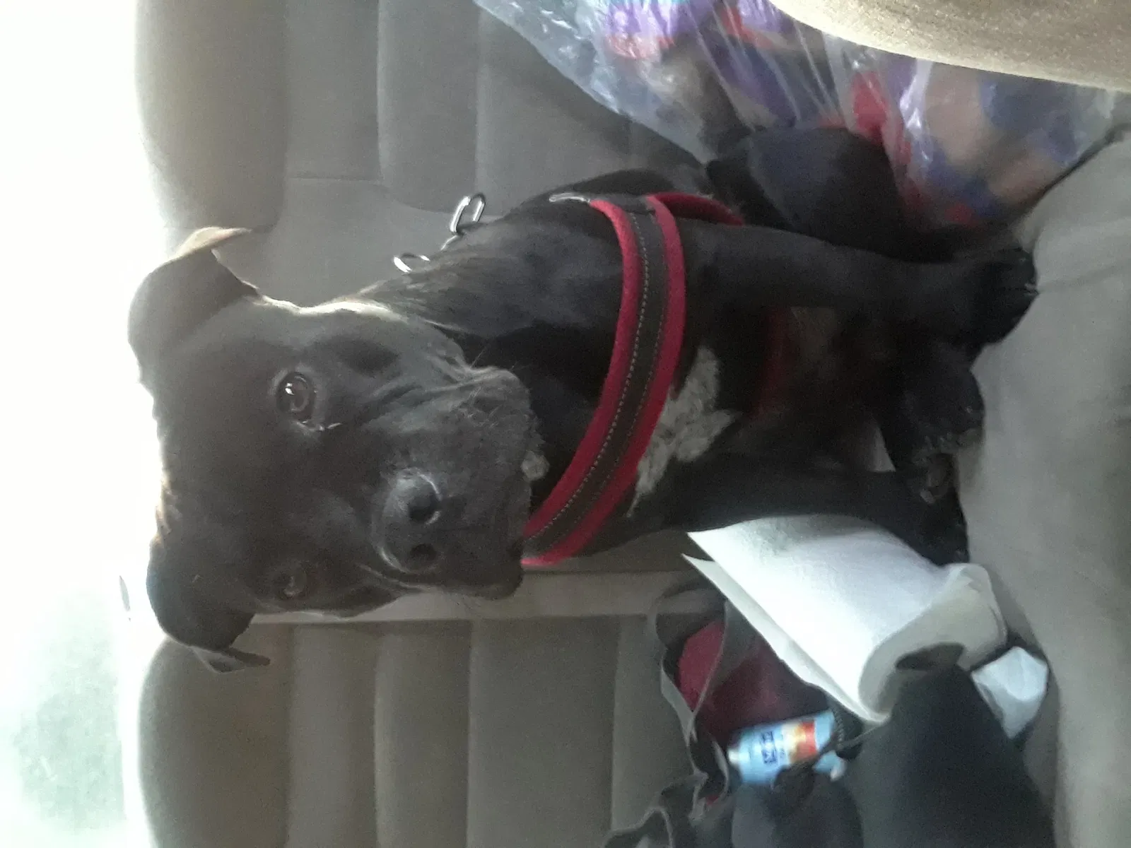 Lost dog in Vallejo, CA, 94590