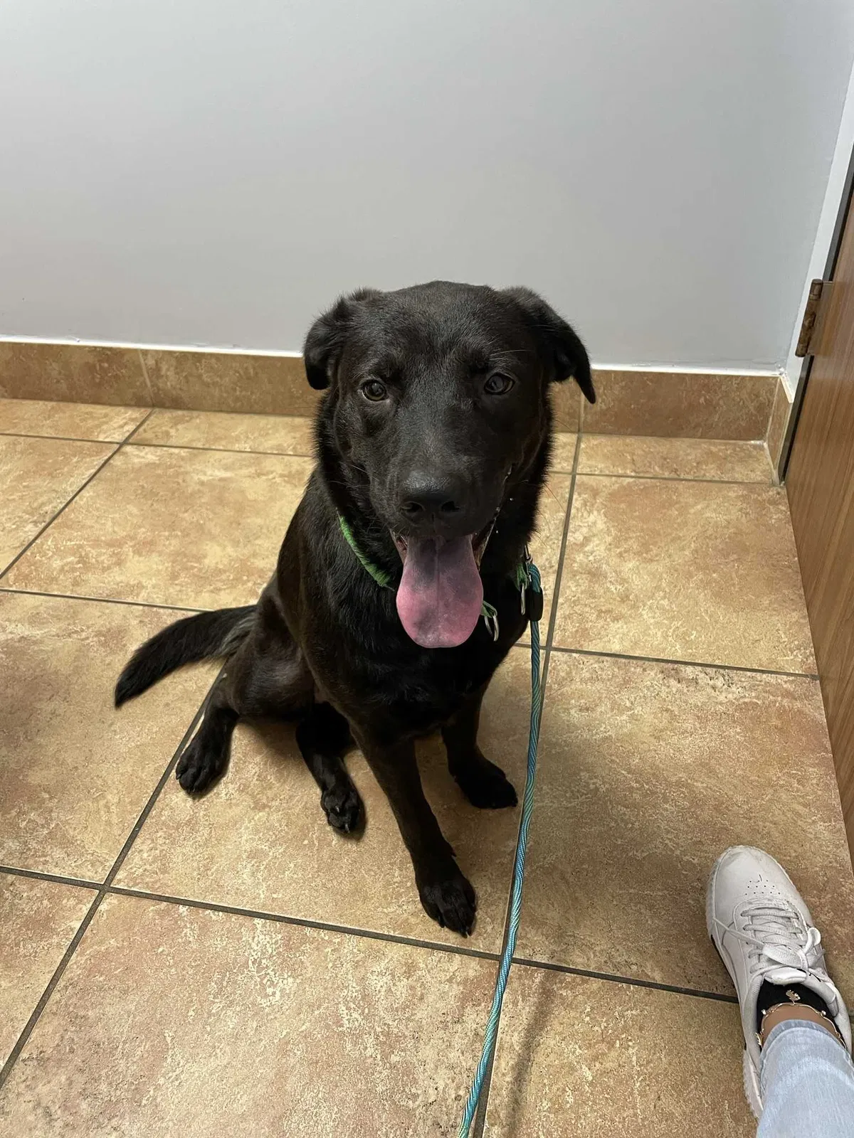 Lost dog in Magnolia, TX, 77355