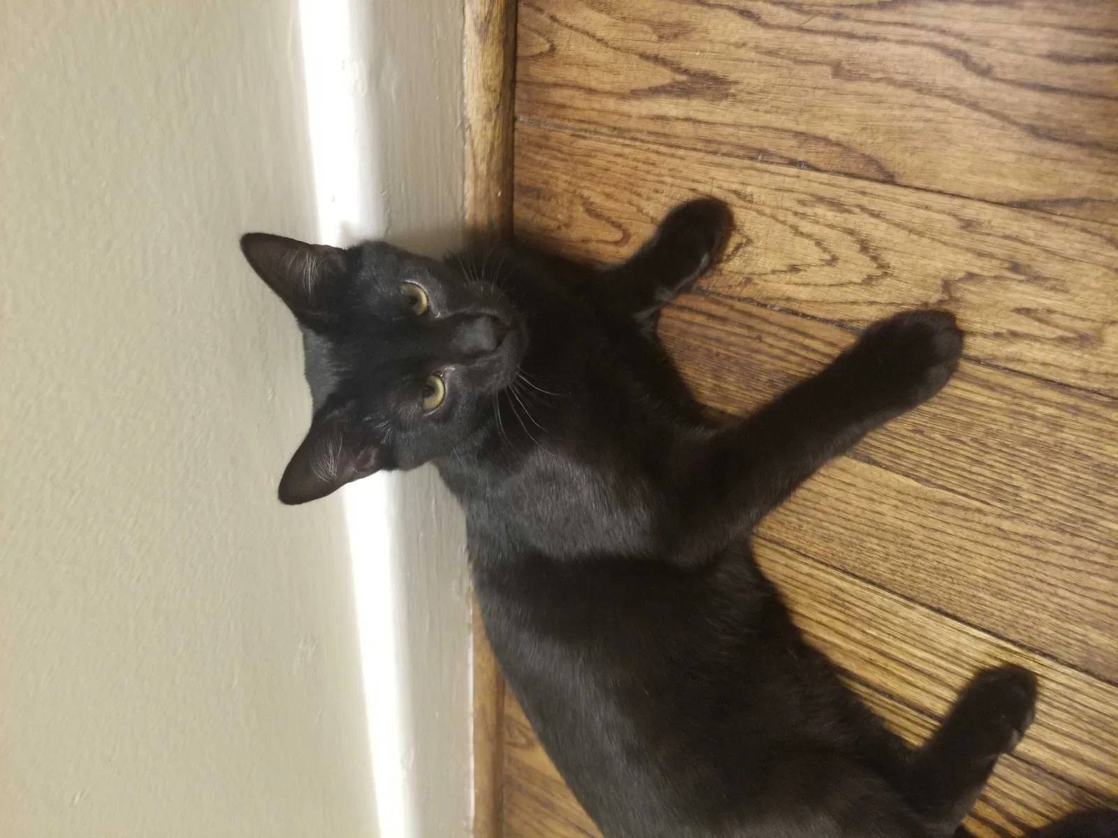 Lost cat in Birmingham, AL, 35209