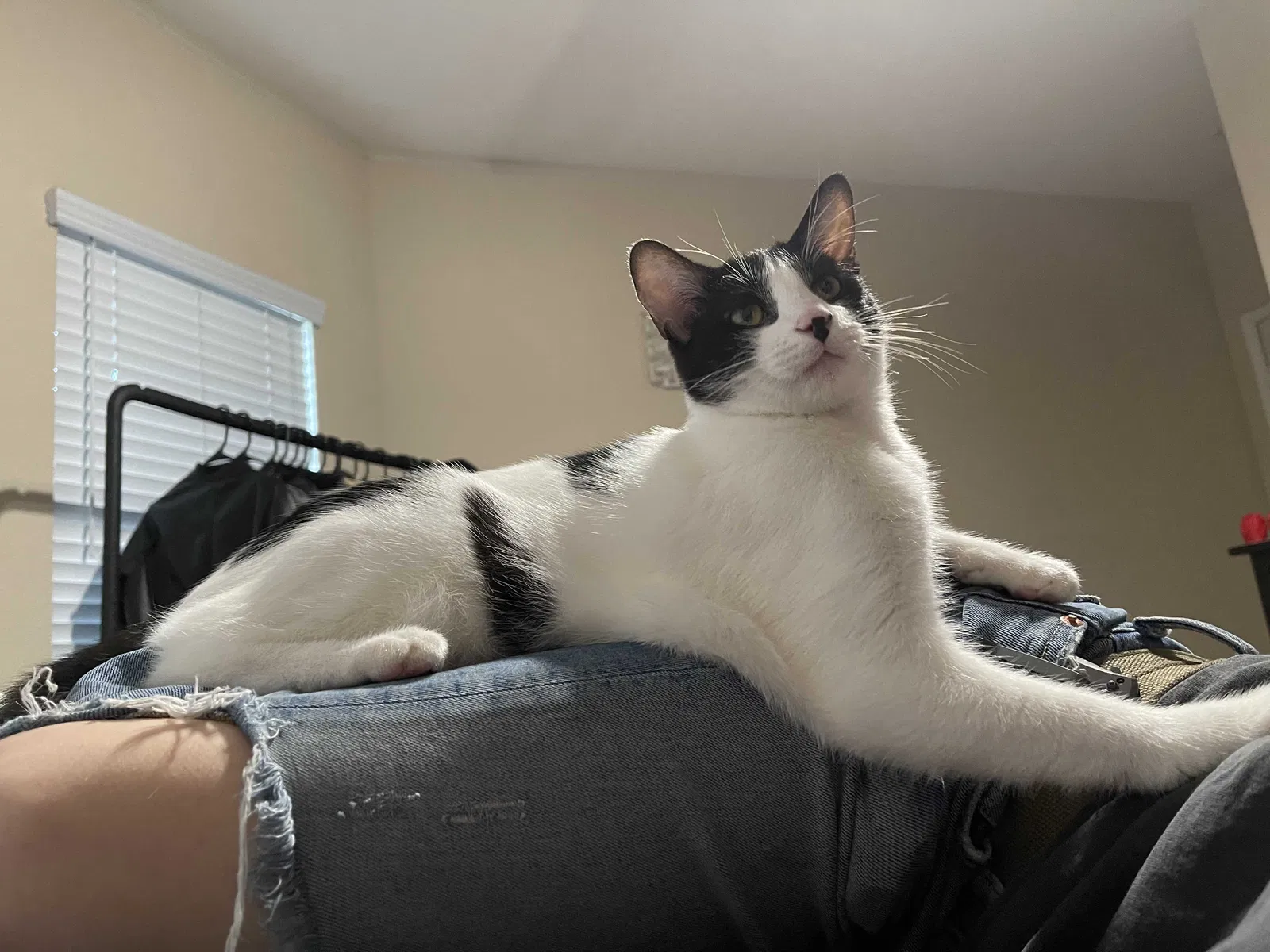 Lost cat in Lakeside, CA, 92040