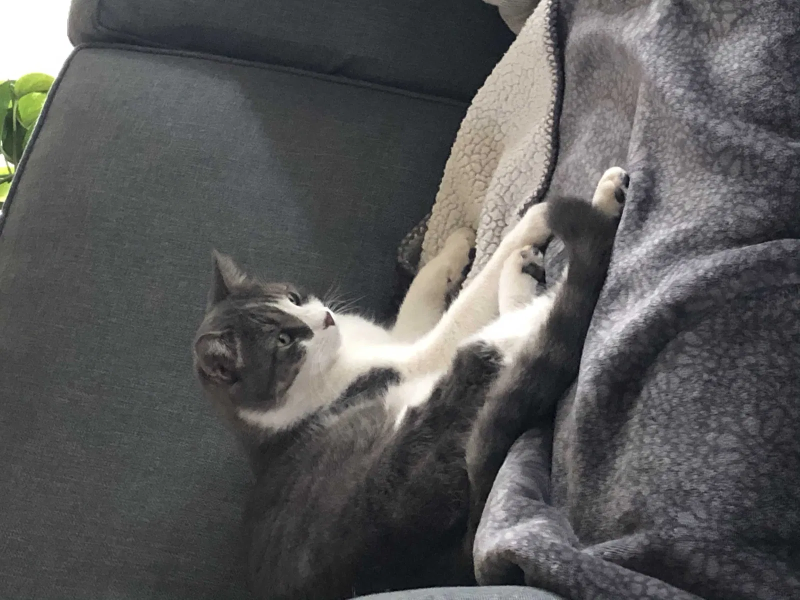 Lost cat in Wimberley, TX, 78676