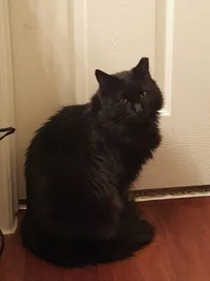 Lost cat in Conroe, TX, 77385