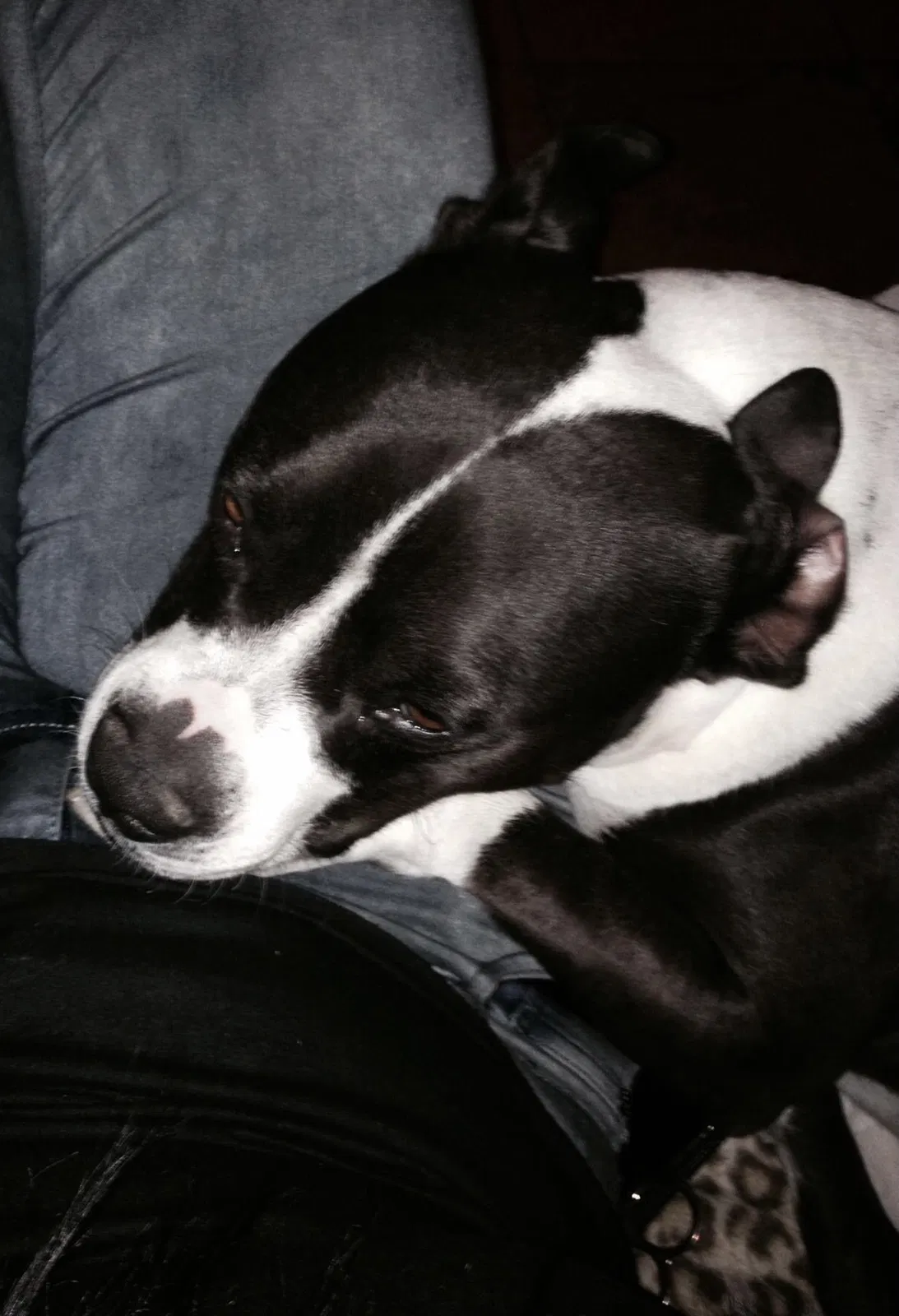 Lost dog in Mesa, AZ, 85202