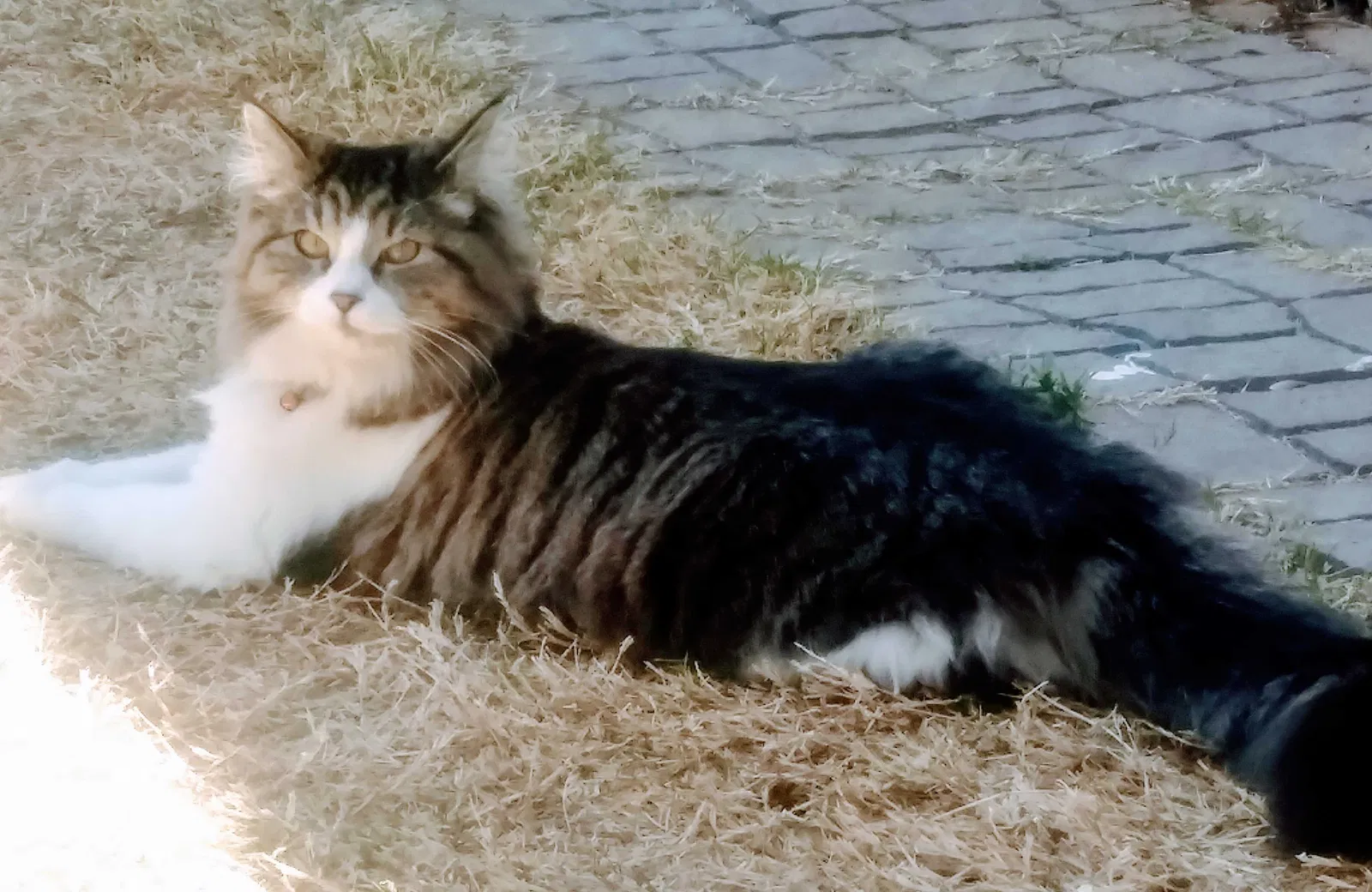 Lost cat in El Paso, TX, 79925