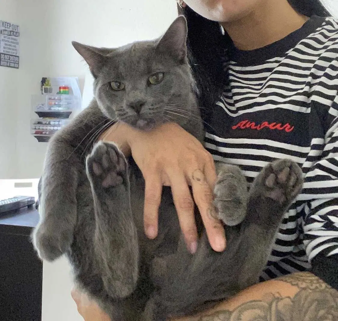 Lost cat in Orlando, FL, 32826