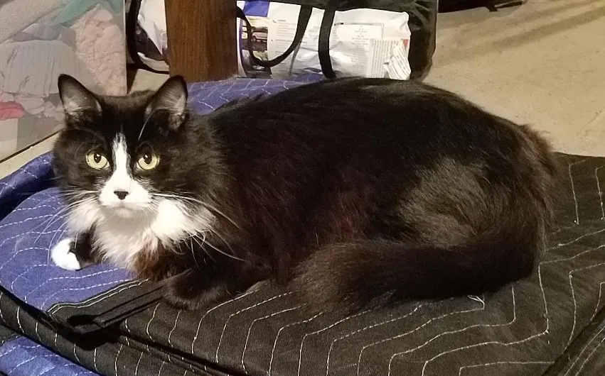 Lost cat in Saint Louis, MO, 63114