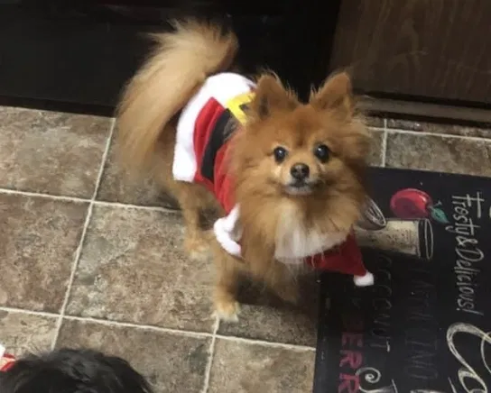 Lost dog in Norfolk, VA, 23523