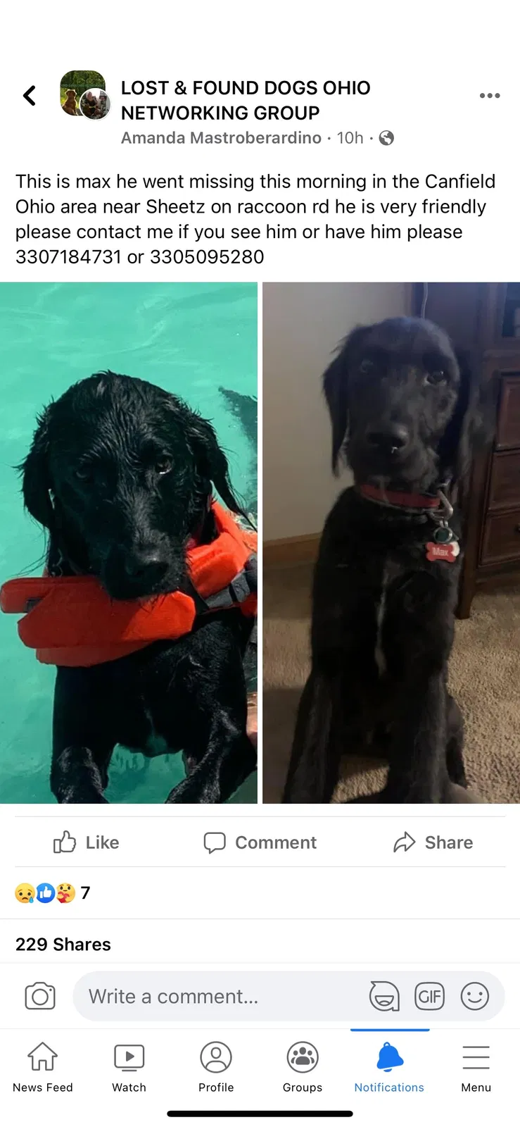 Lost dog in Canfield, OH, 44406