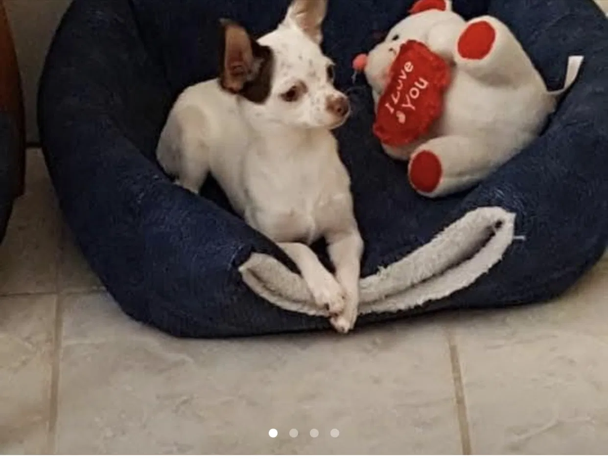 Lost dog in Hialeah, FL, 33010