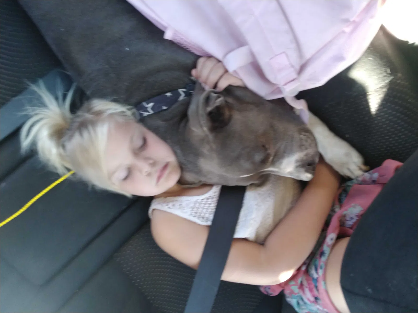 Lost dog in Sacramento, CA, 95822