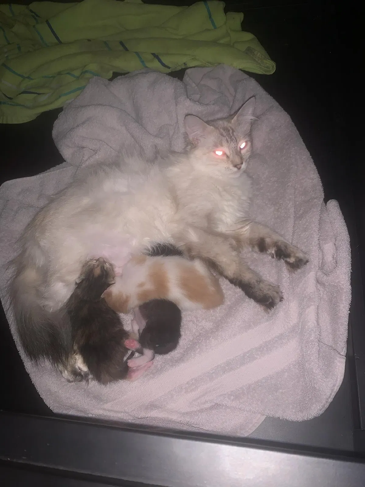 Lost cat in Oklahoma City, OK, 73132