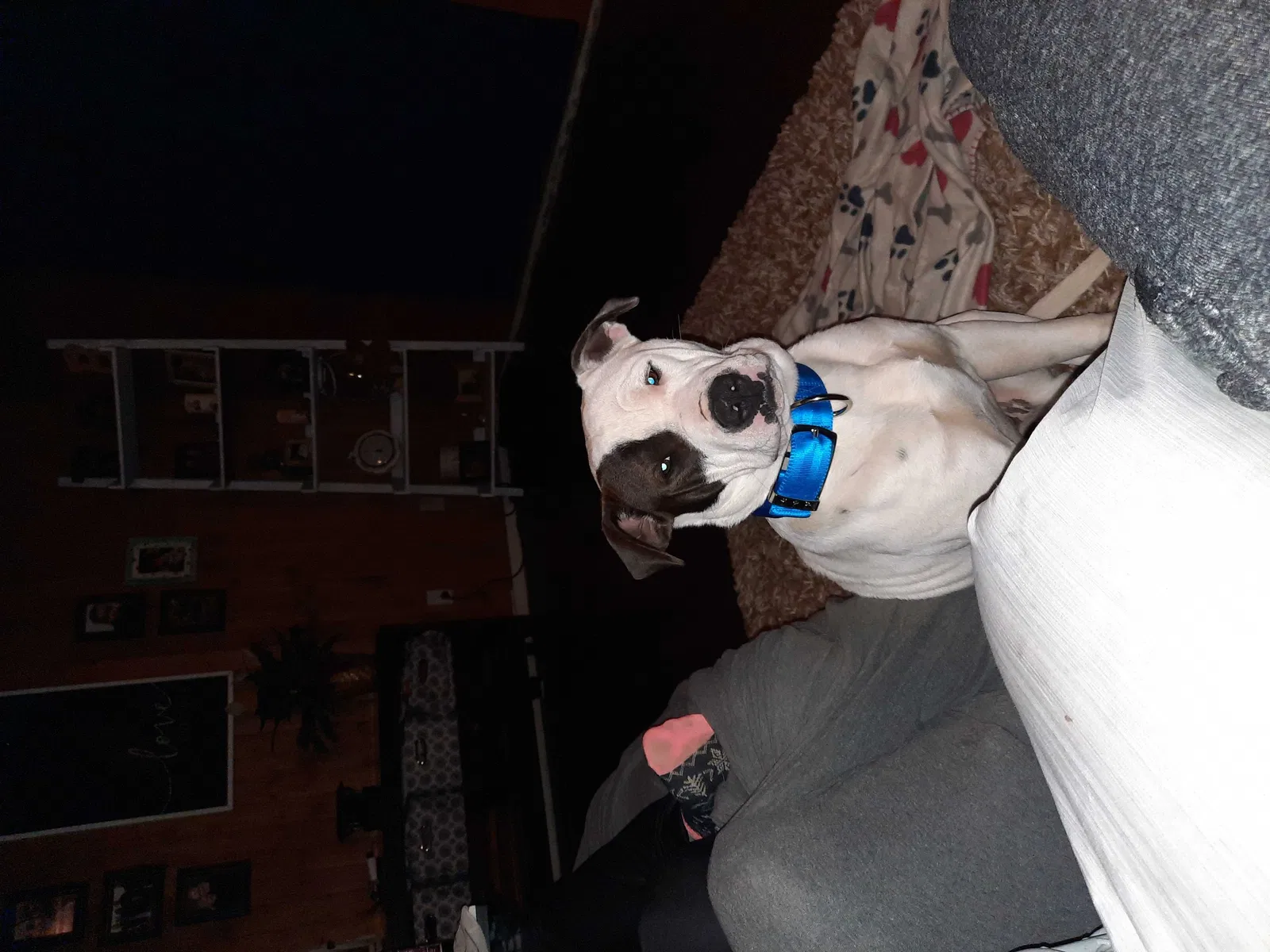 Lost dog in Waskom, TX, 75692