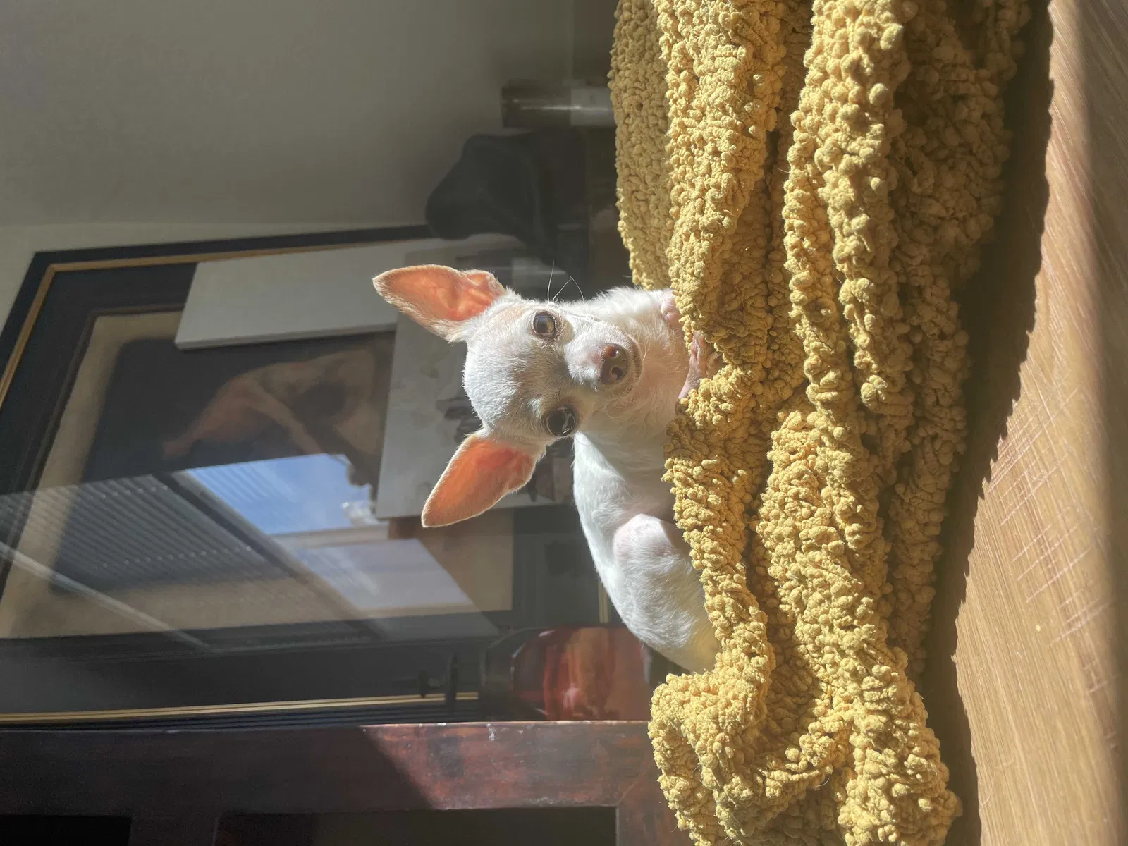 Lost dog in Phoenix, AZ, 85014