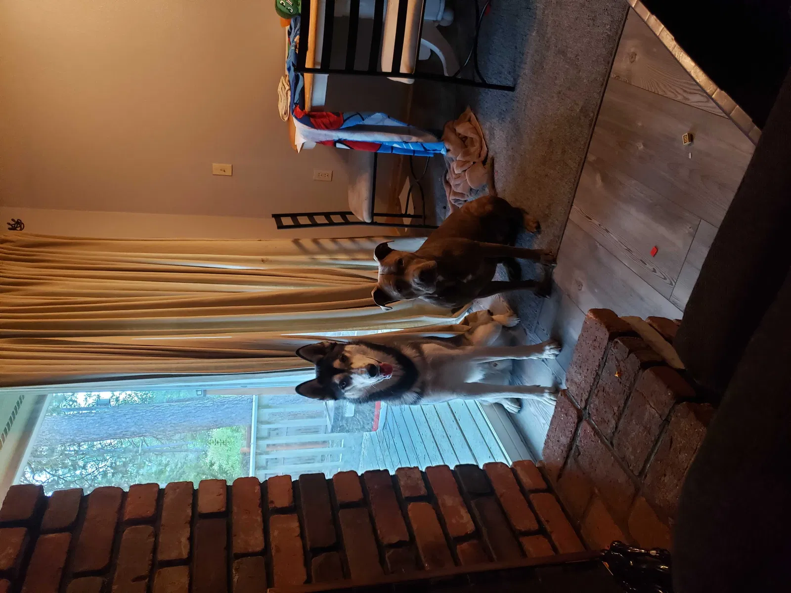 Lost dog in Spokane, WA, 99206